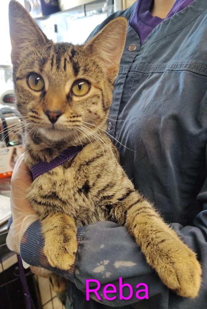 Enlarge Reba, a Adopted mixed breed in Mena, AR image 1/1