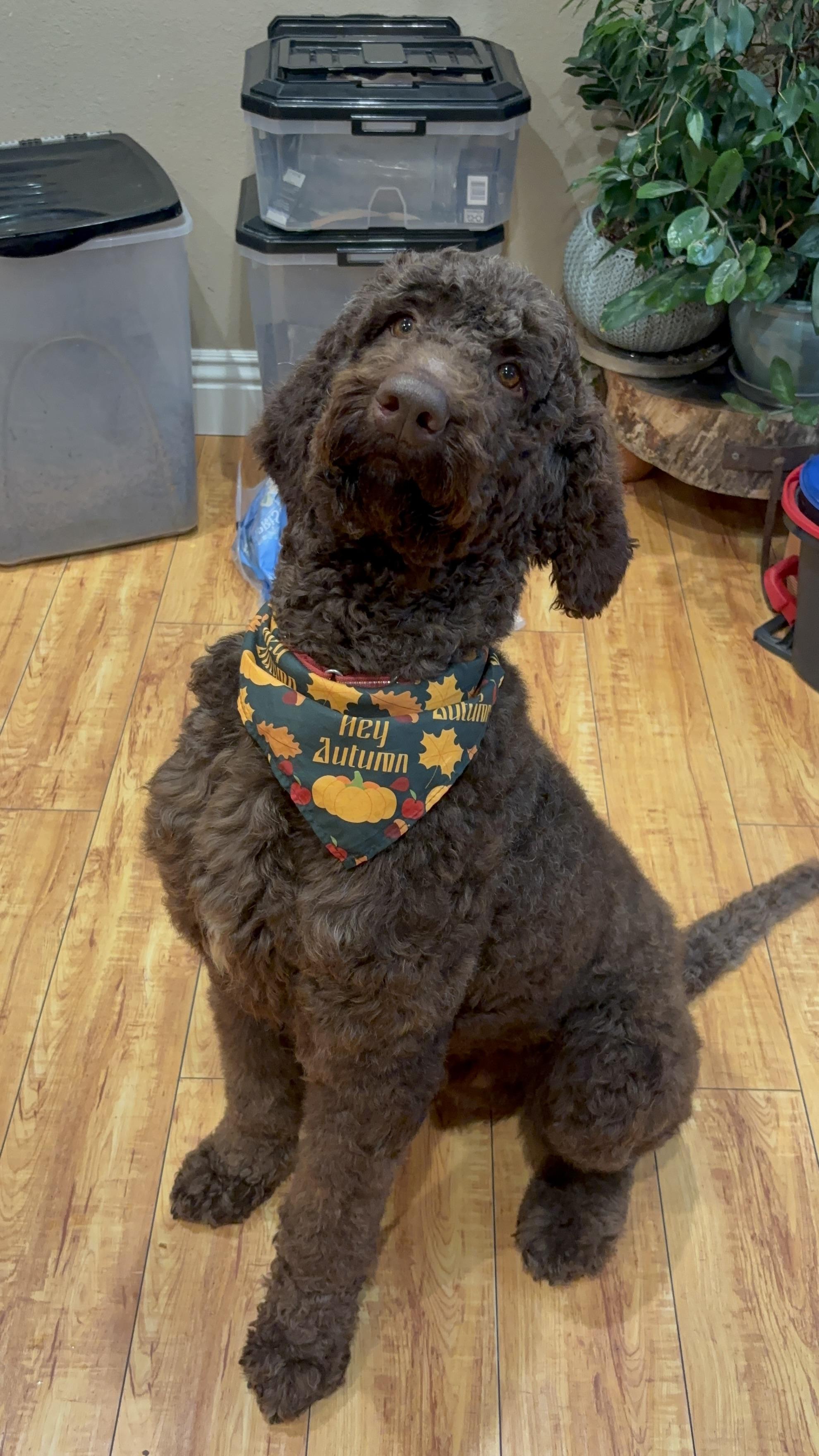 Enlarge Ted, an adopted Standard Poodle in Corona, CA image 1/4