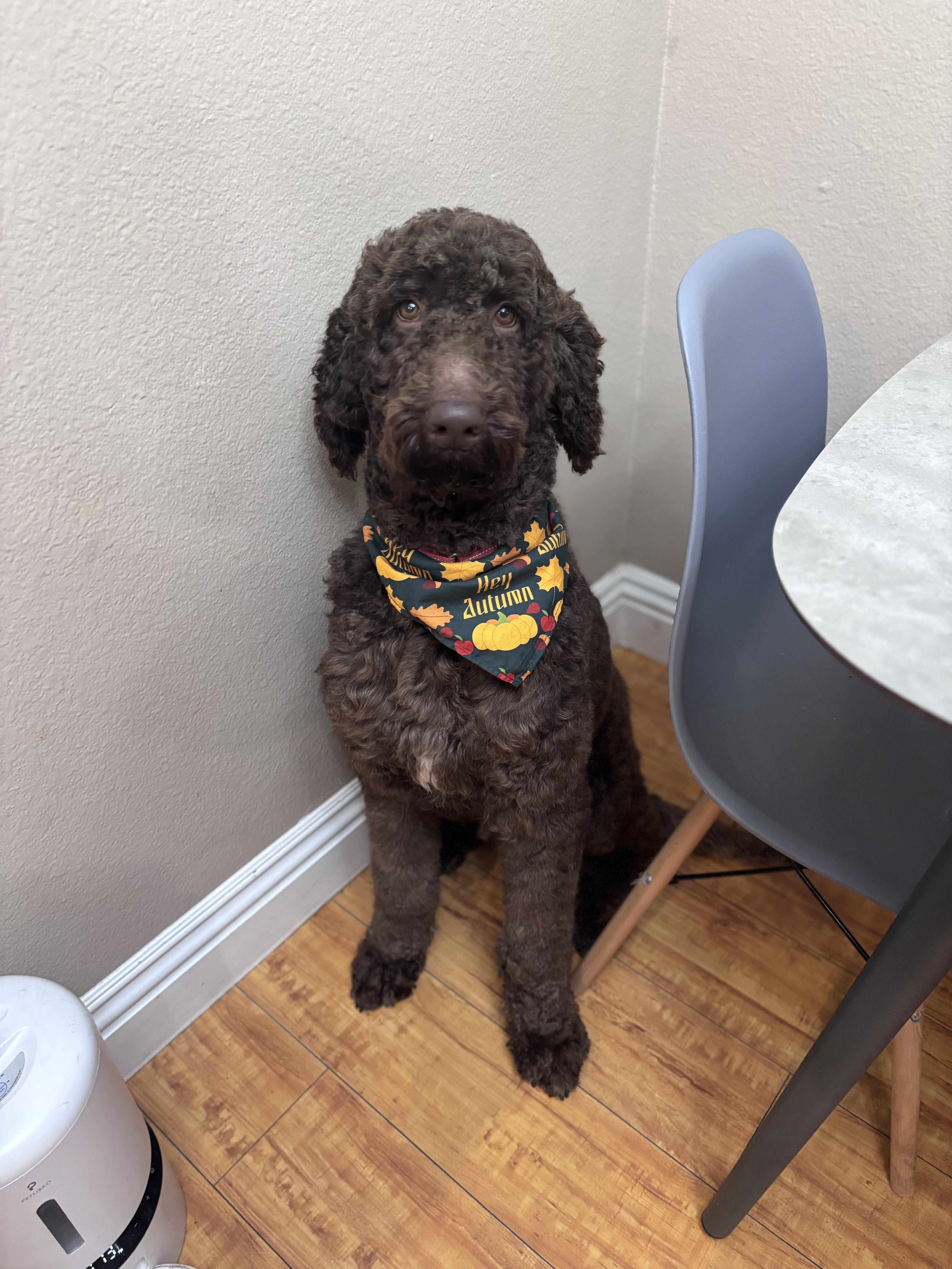 Enlarge Ted, an adopted Standard Poodle in Corona, CA image 2/4