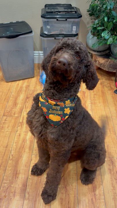Enlarge Ted, an adopted Standard Poodle in Corona, CA video 4/4