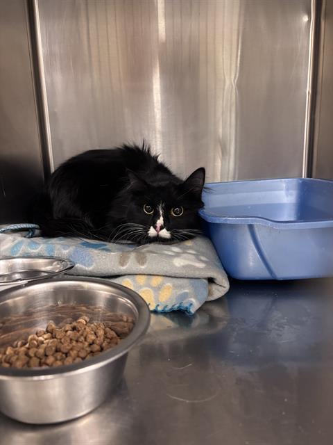 AGNES BUMBLEFLUFF — thumbnail 2