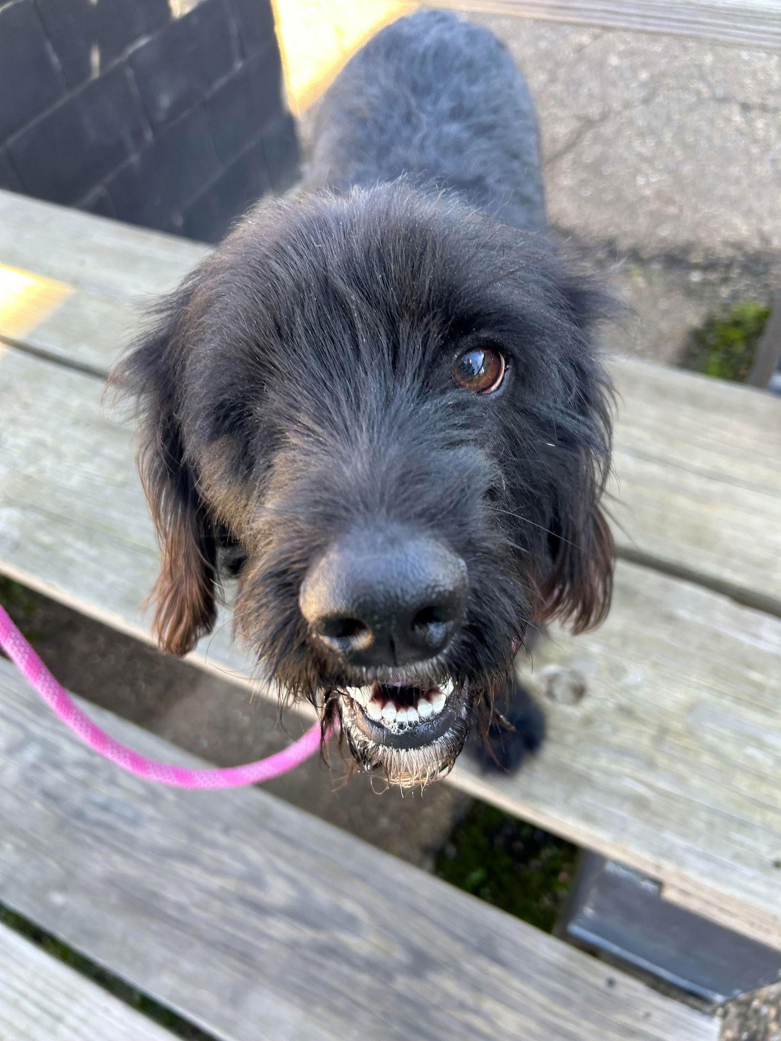 Carlton, a Adoptable mixed breed in Monticello, MS image 3/3