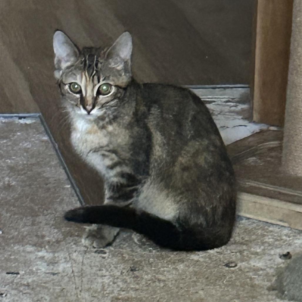 Sunflower, Adoptable, Young Female Domestic Short Hair.