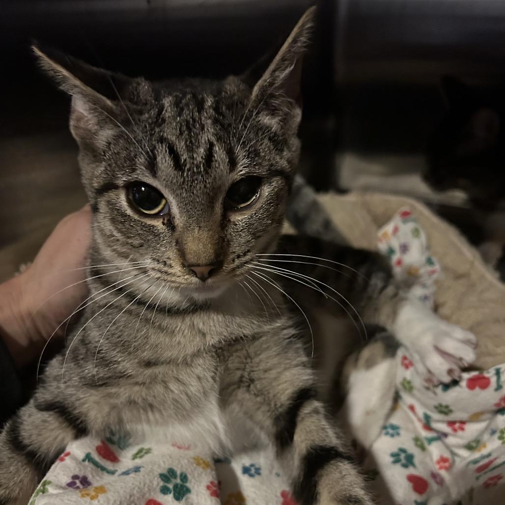 Sunflower, a Adoptable Domestic Short Hair in Veneta, OR image 1/3