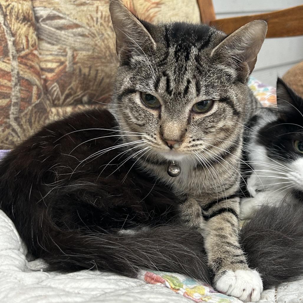 Sunflower, a Adoptable Domestic Short Hair in Veneta, OR image 2/3