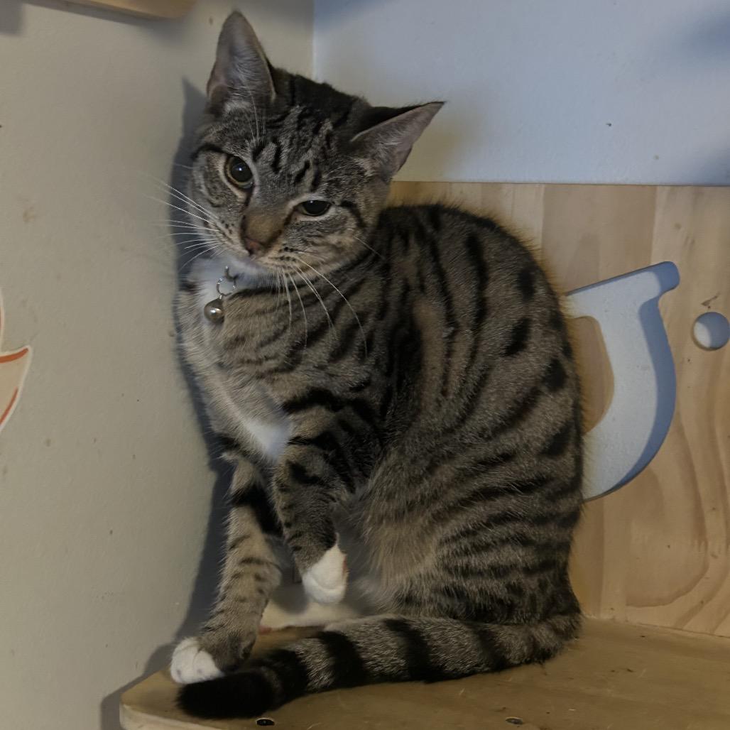 Sunflower, a Adoptable Domestic Short Hair in Veneta, OR image 3/3