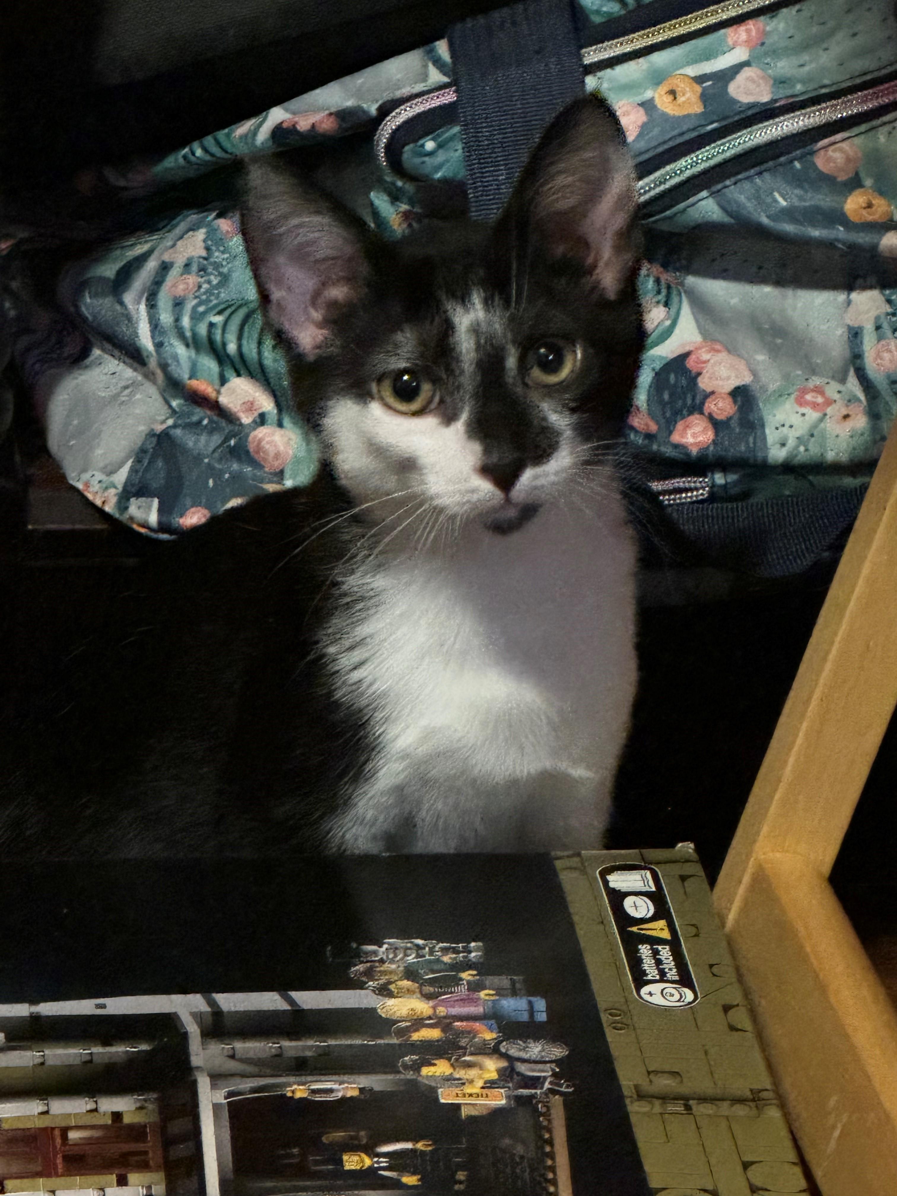 Ferb, Adoptable, Young Male Domestic Short Hair.