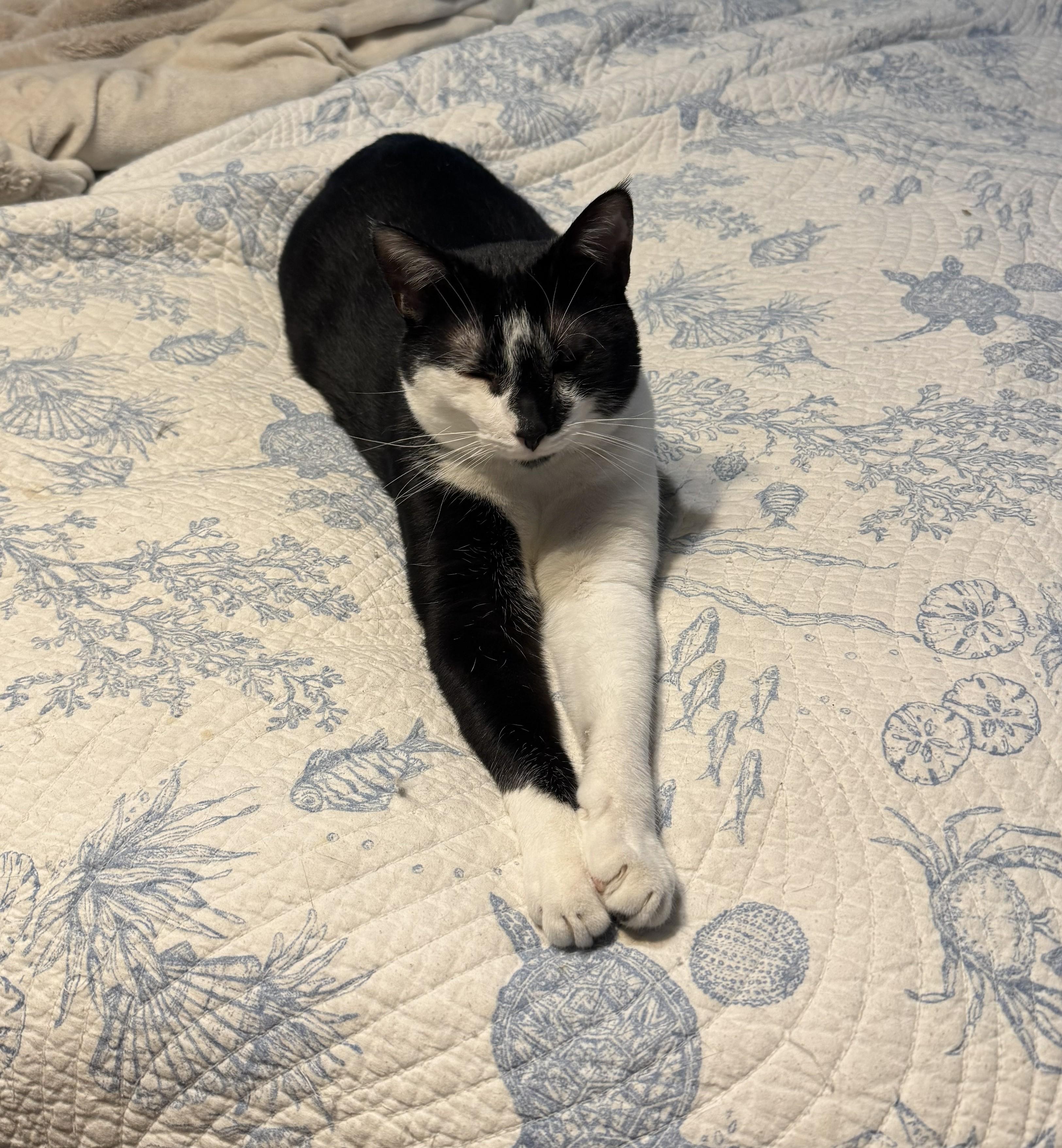 Ferb, Adoptable, Young Male Domestic Short Hair.