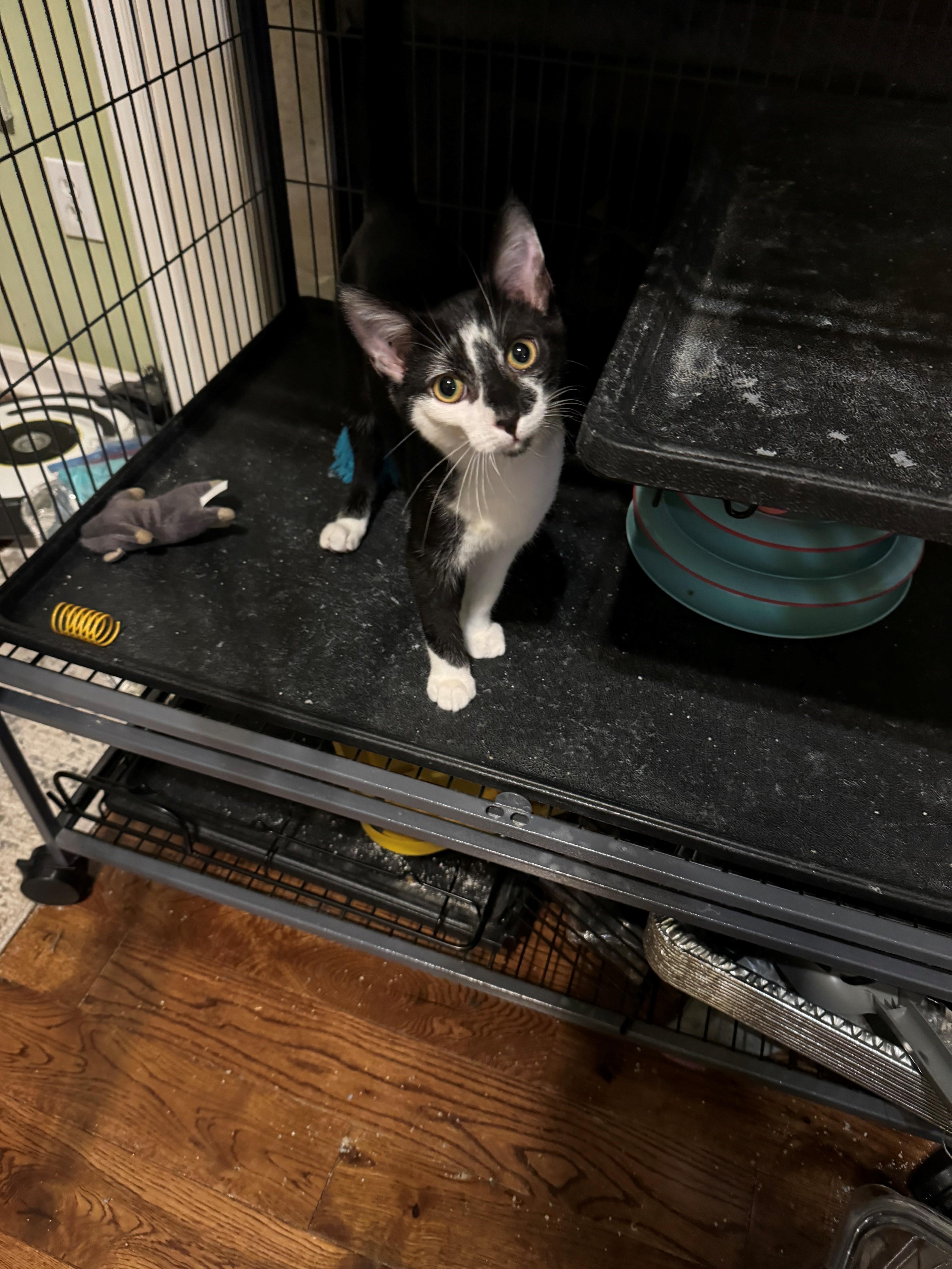 Enlarge Ferb, a Adoptable Domestic Short Hair in Goodlettsville, TN image 3/6