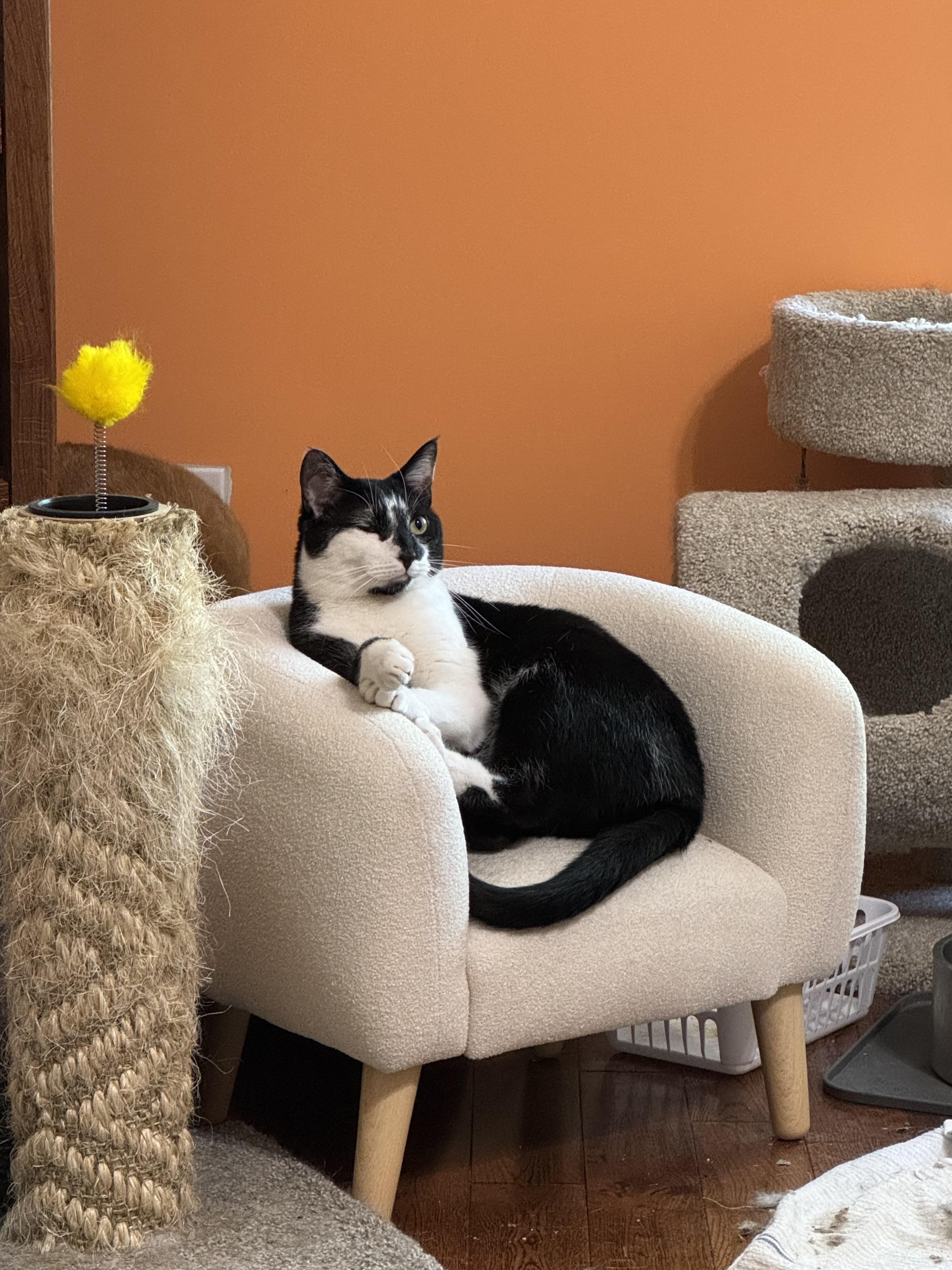 Ferb, a Adoptable Domestic Short Hair in Goodlettsville, TN image 4/4
