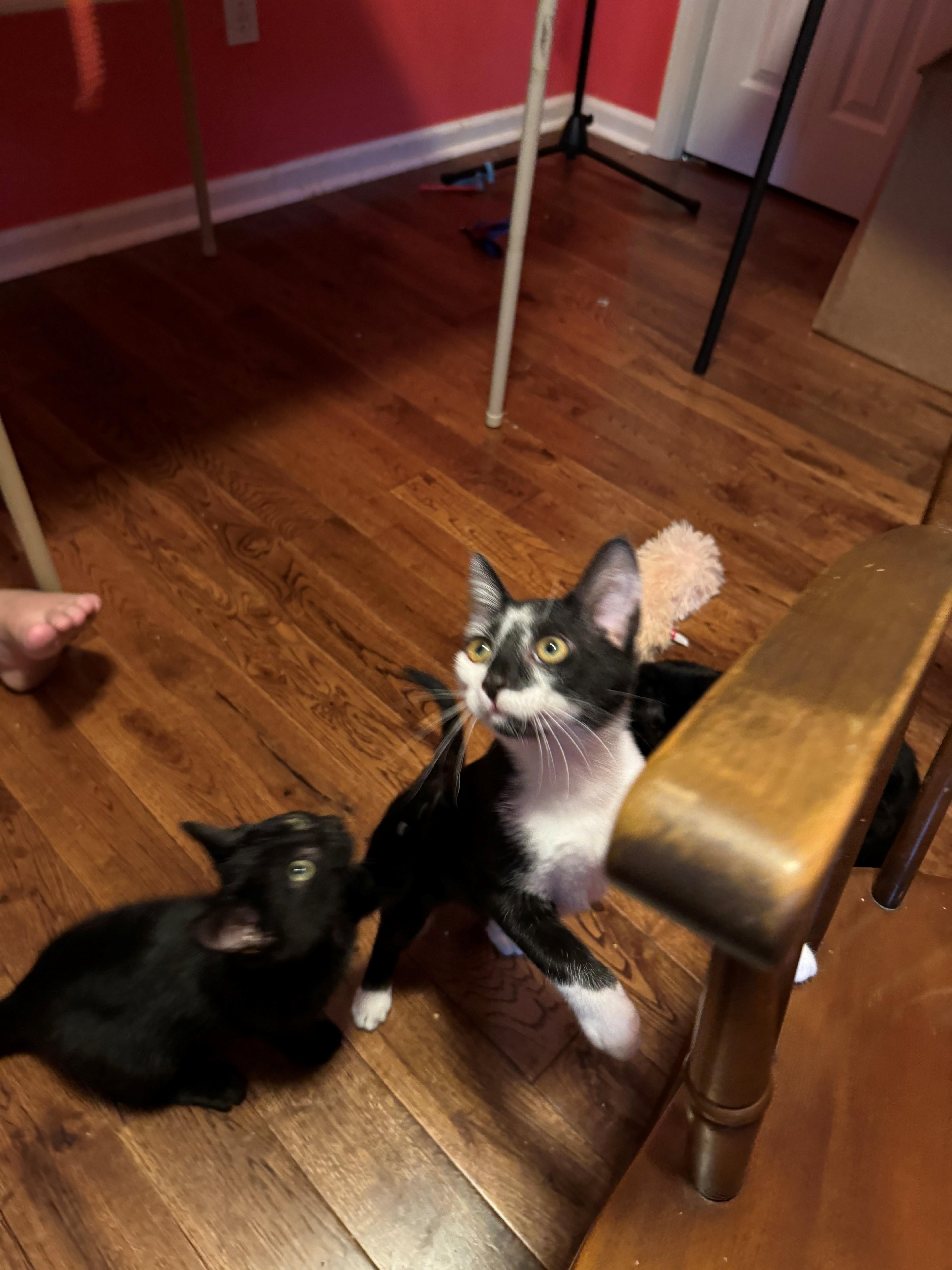 Enlarge Ferb, a Adoptable Domestic Short Hair in Goodlettsville, TN image 5/6