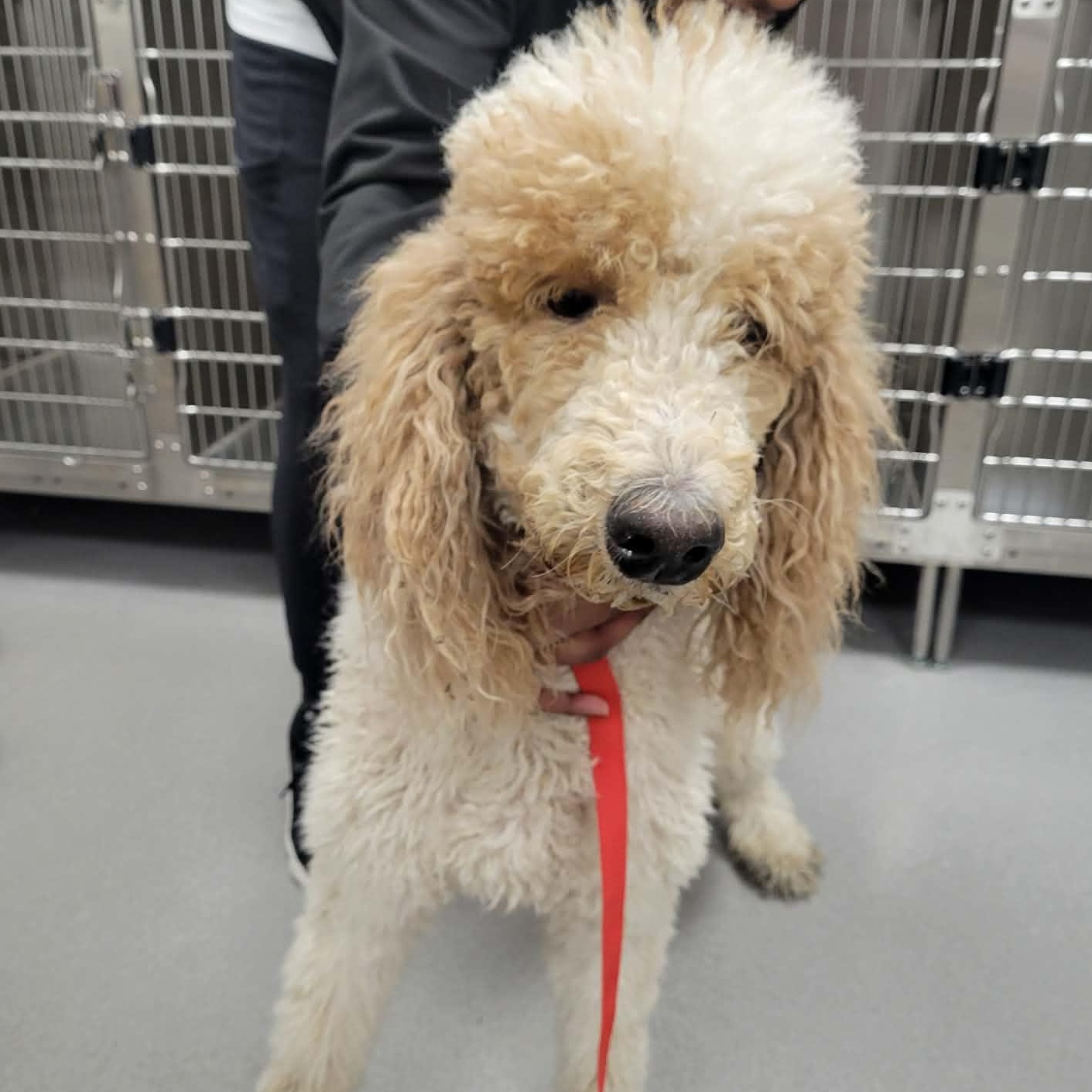 Buttercup, ADOPTABLE, Adult Female Standard Poodle.