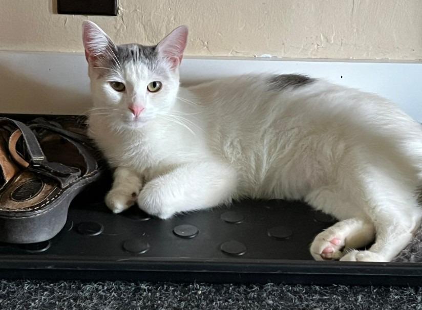 Scout, Adoptable, Kitten Male Domestic Short Hair.