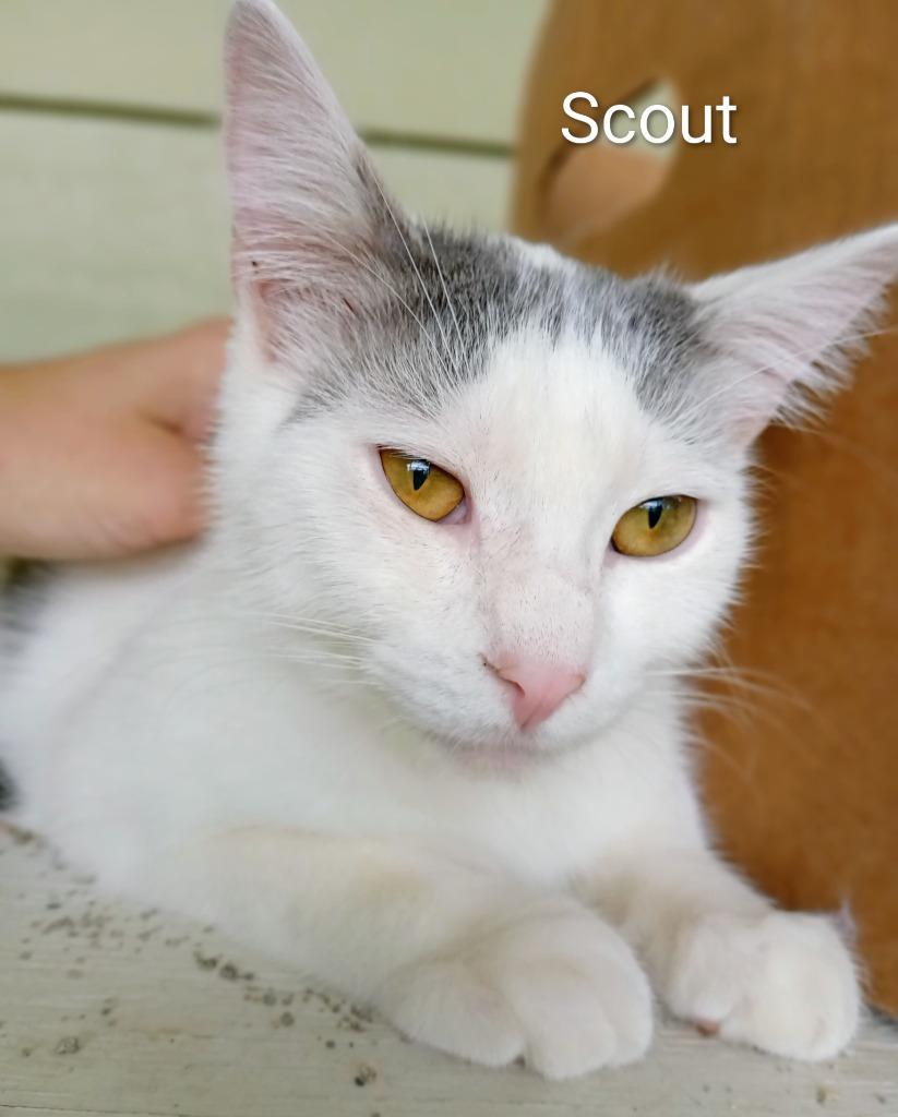 Scout, a Adoptable mixed breed in Saint James, MN image 5/5