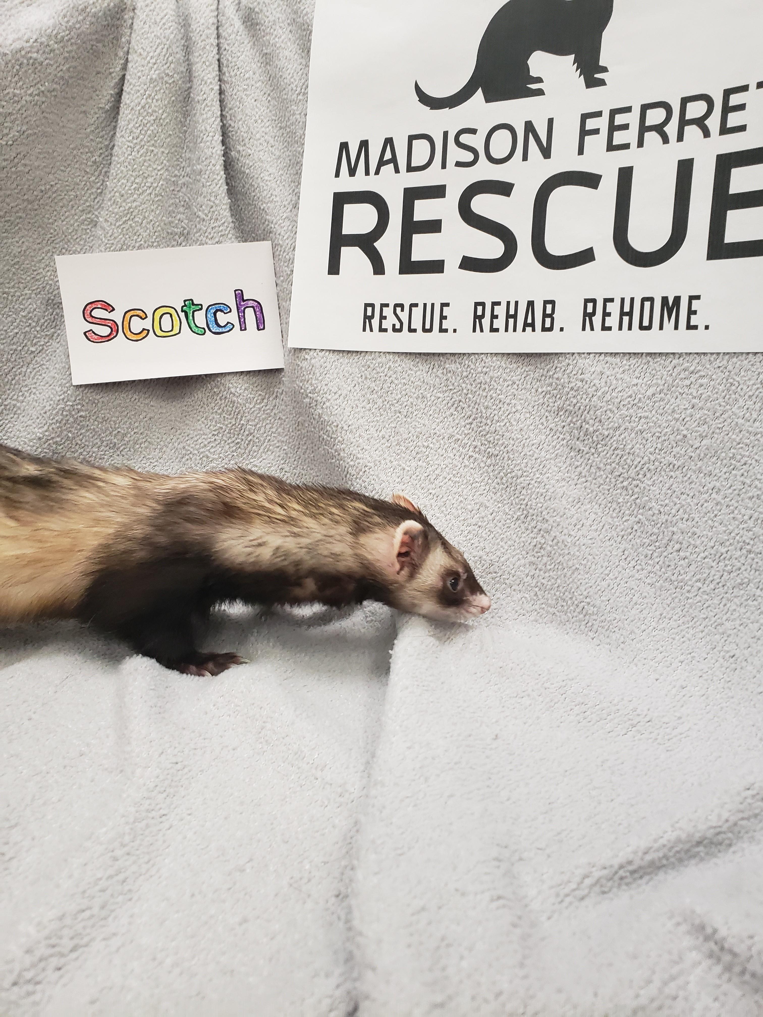 Enlarge Scotch, a Adoptable Ferret in Madison, WI image 1/2