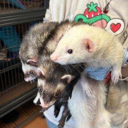 Enlarge Scotch, a Adoptable Ferret in Madison, WI image 2/2