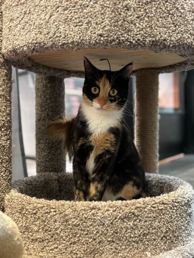 Cali, Adoptable, Young Female Domestic Short Hair.