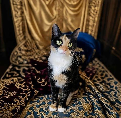 Enlarge Cali, a Adoptable mixed breed in Pawtucket, RI image 2/5