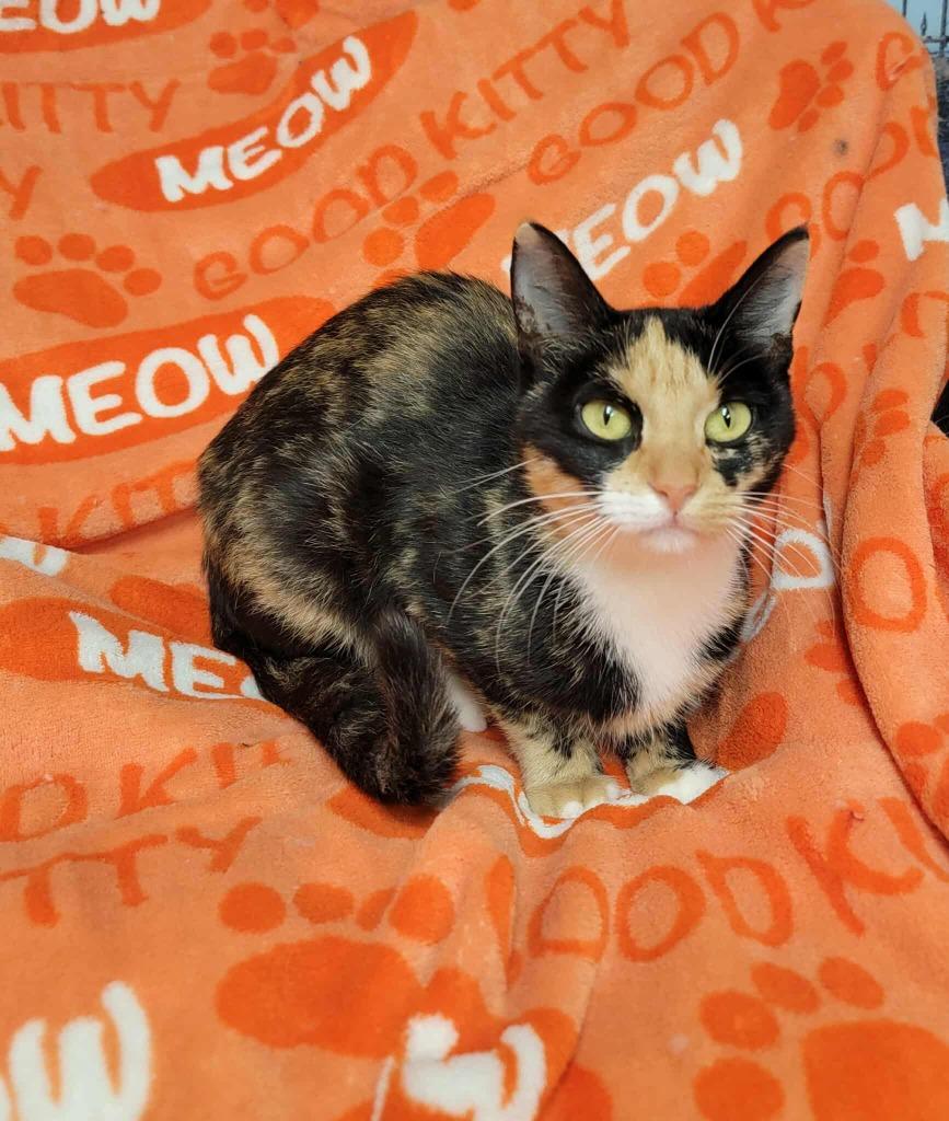 Enlarge Cali, a Adoptable mixed breed in Pawtucket, RI image 4/5