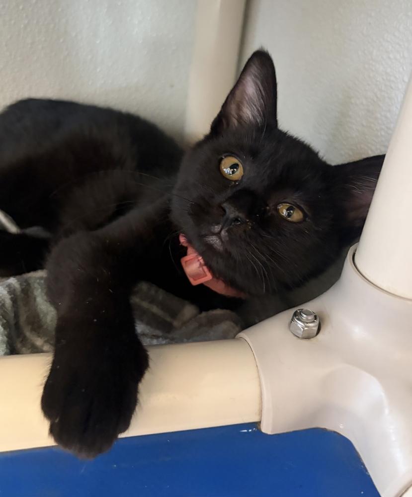 Hayli, Adoptable, Kitten Female Domestic Short Hair.