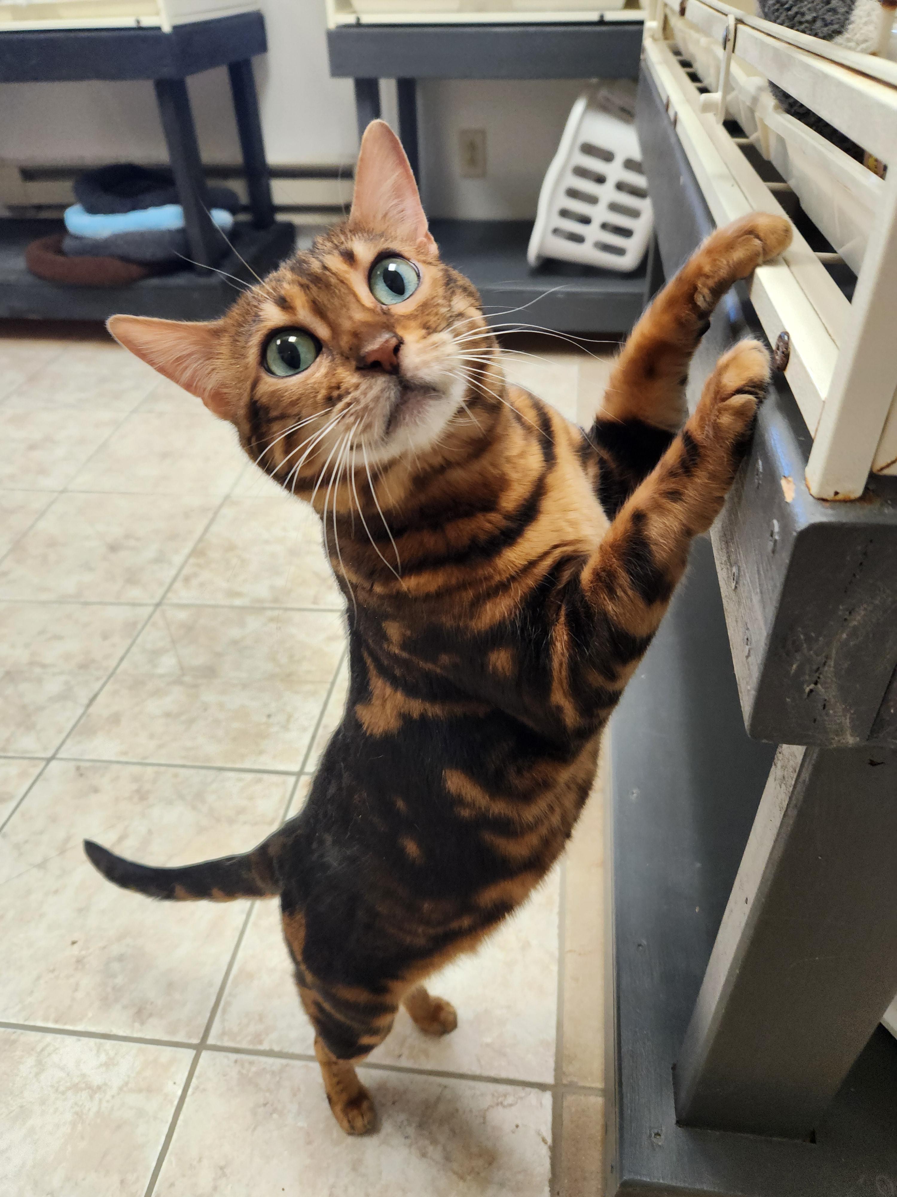 Enlarge Kobe, an adopted Bengal in Waupun, WI image 2/4