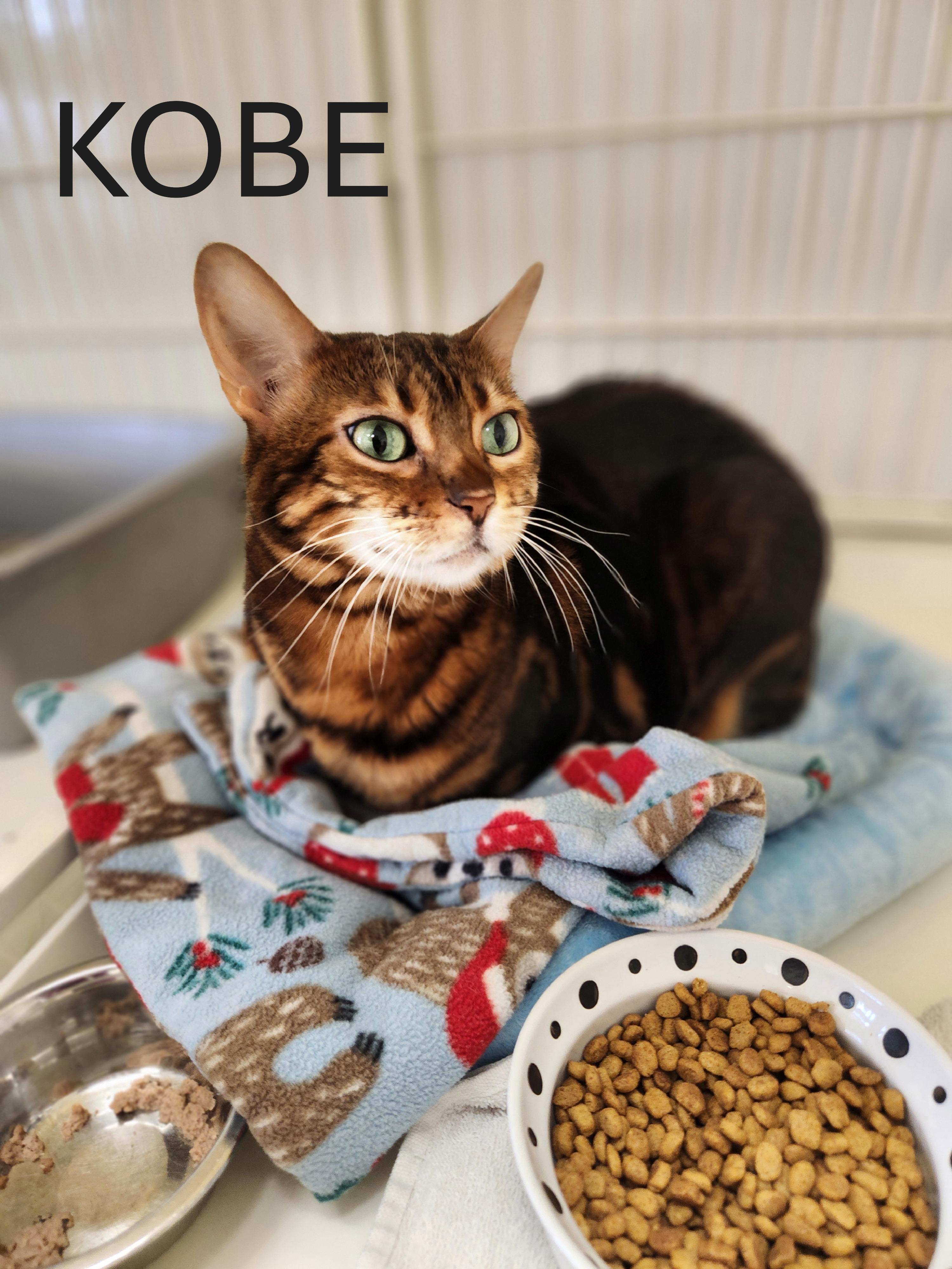 Enlarge Kobe, an adopted Bengal in Waupun, WI image 1/4
