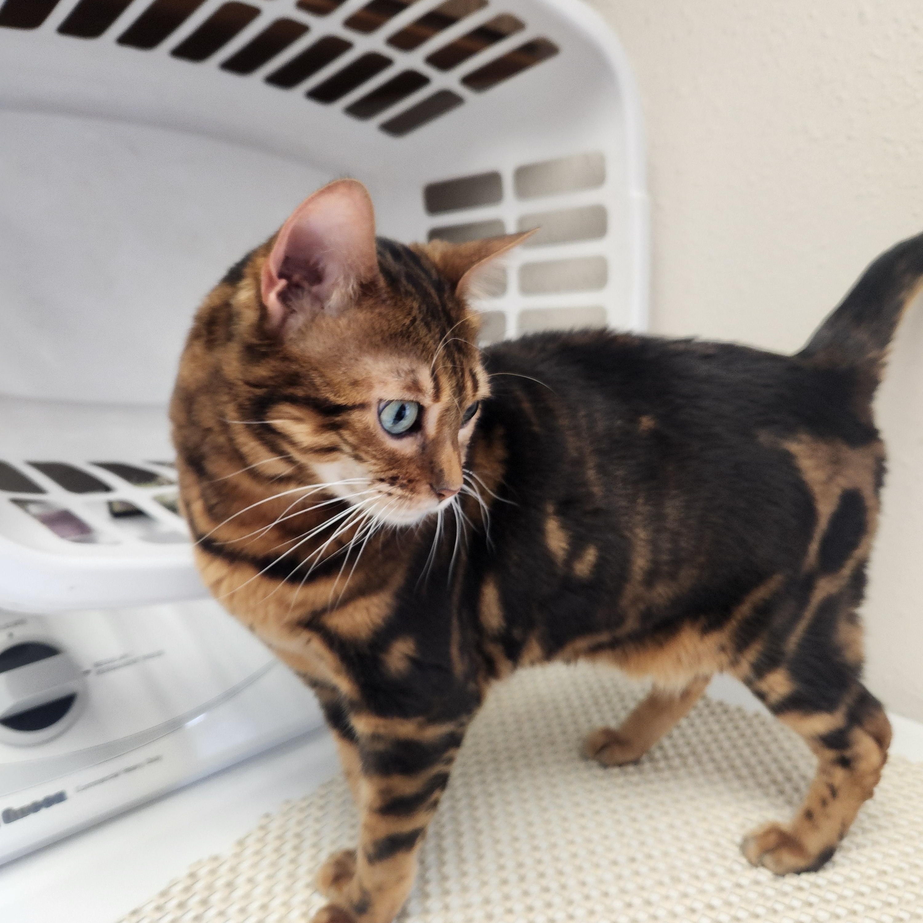 Enlarge Kobe, an adopted Bengal in Waupun, WI image 3/4