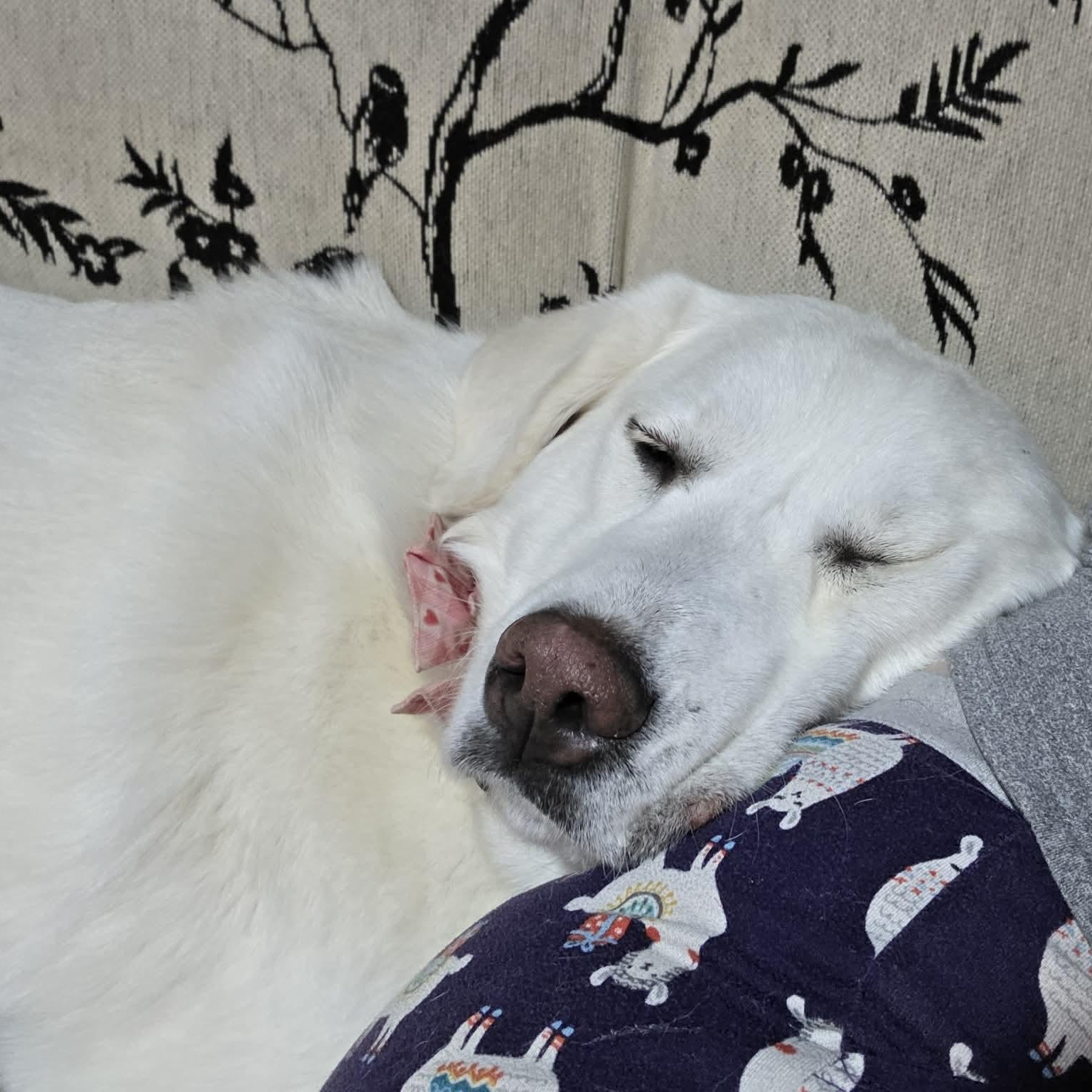 Alice, a ADOPTABLE Great Pyrenees in Woolwich, ME image 4/6