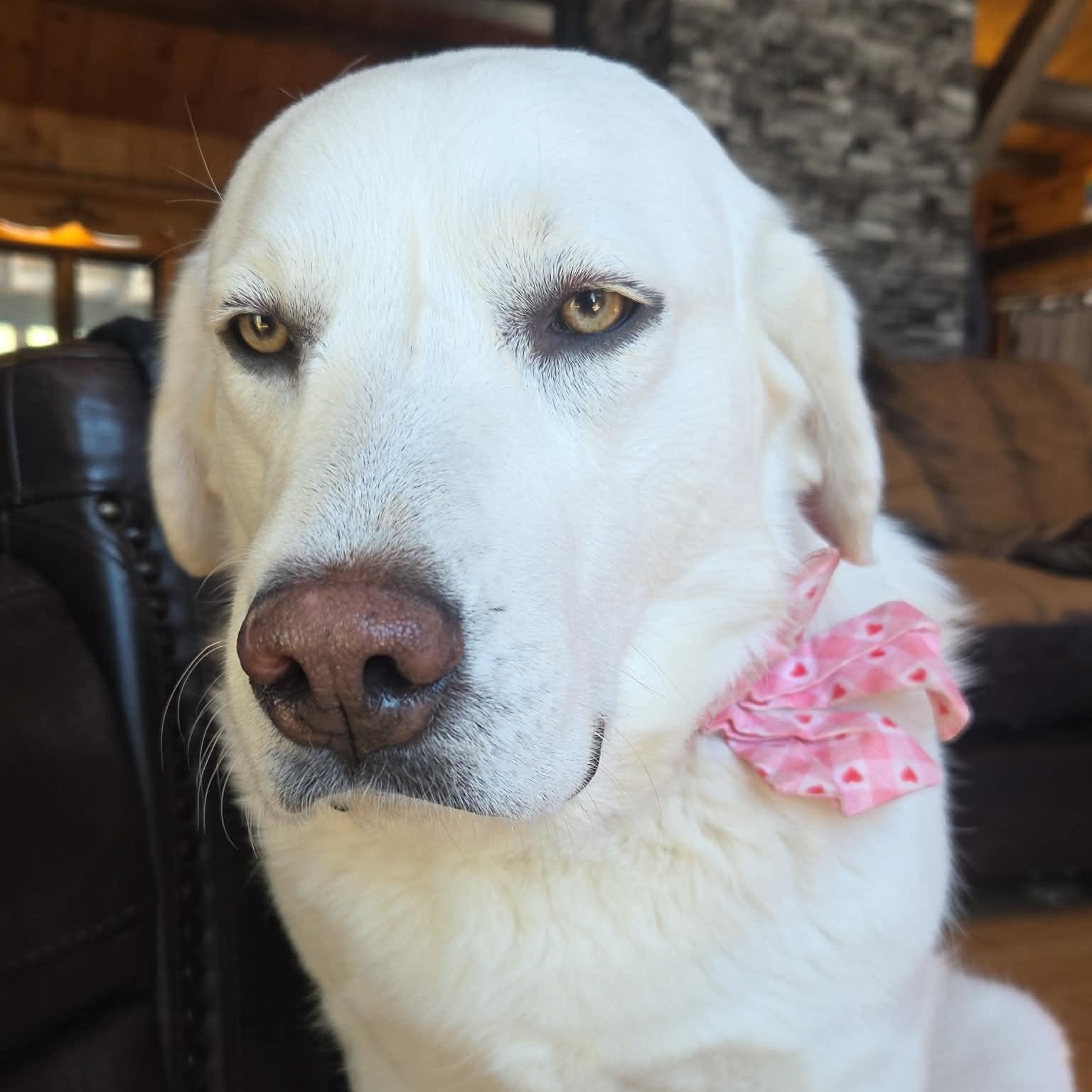 Alice, a ADOPTABLE Great Pyrenees in Woolwich, ME image 5/6