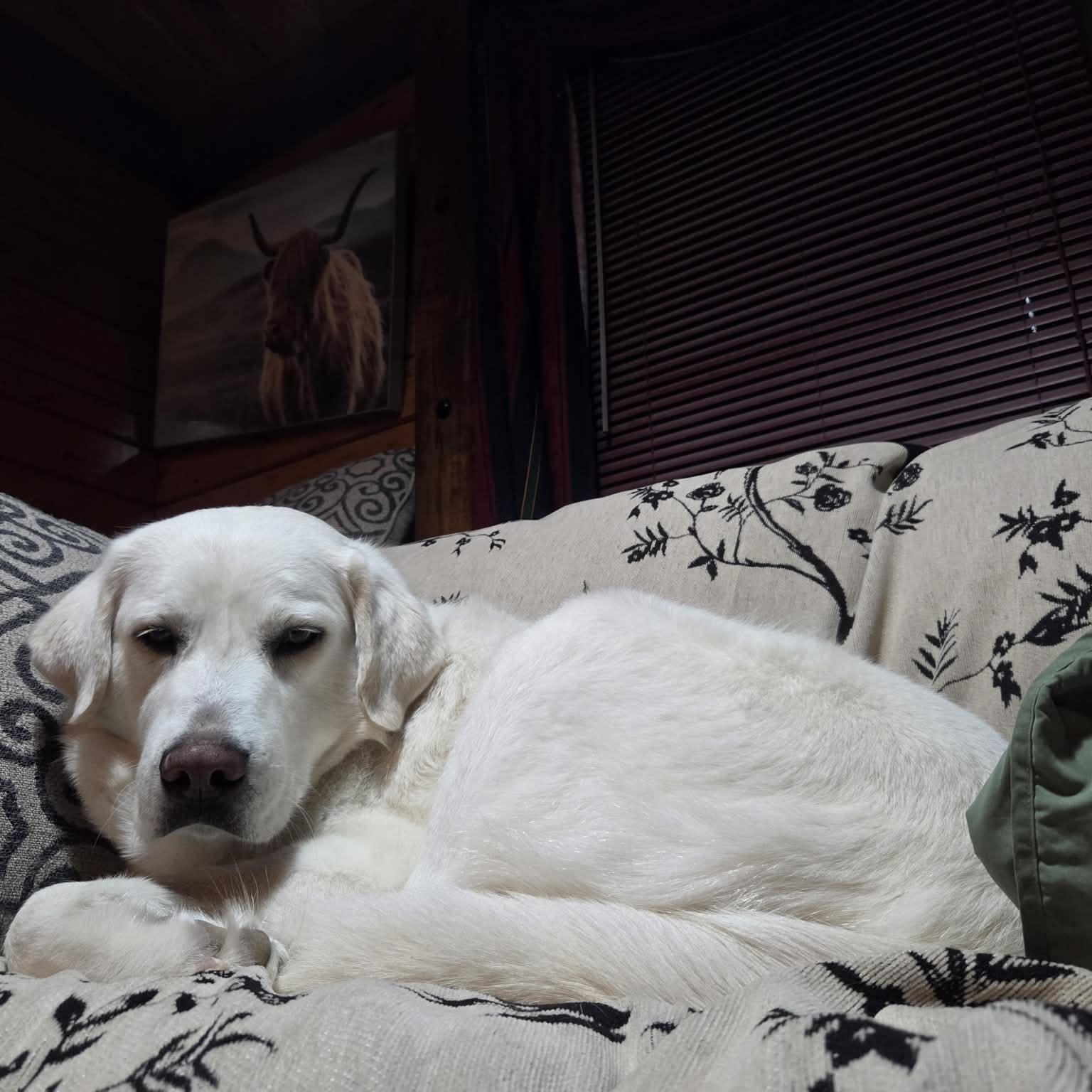 Alice, a ADOPTABLE Great Pyrenees in Woolwich, ME image 2/6