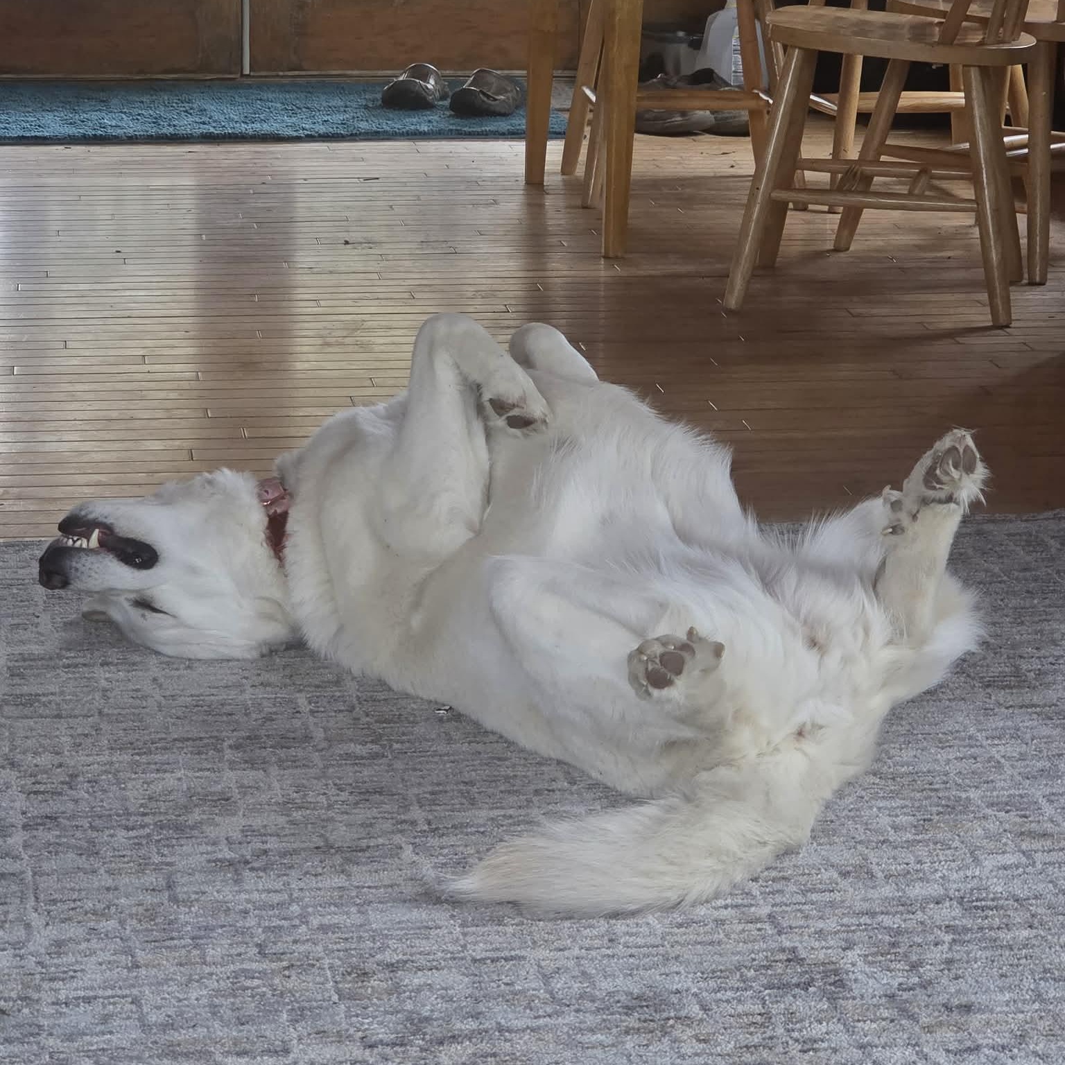 Alice, a ADOPTABLE Great Pyrenees in Woolwich, ME image 6/6