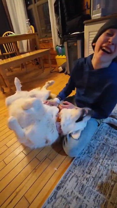 Enlarge Alice, a ADOPTABLE Great Pyrenees in Woolwich, ME video 3/6