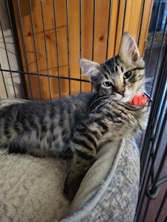 Astro - Courtesy Post, Adopted, Kitten Male Domestic Medium Hair & Tabby.