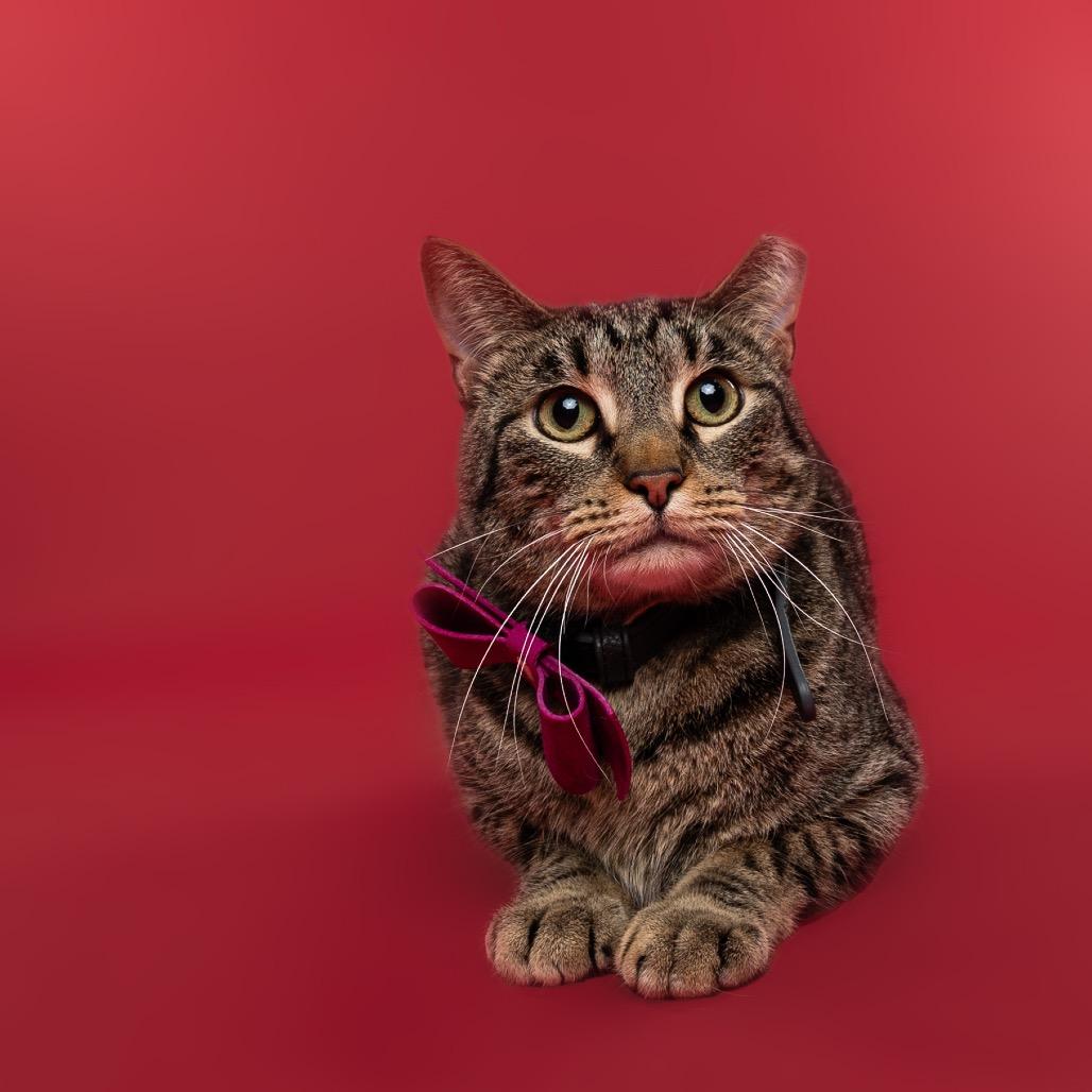 Guppy, Adoptable, Adult Female Domestic Short Hair.