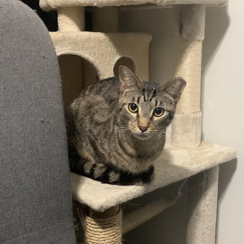 Enlarge Guppy, a Adoptable Domestic Short Hair in Ferndale, MI image 1/6