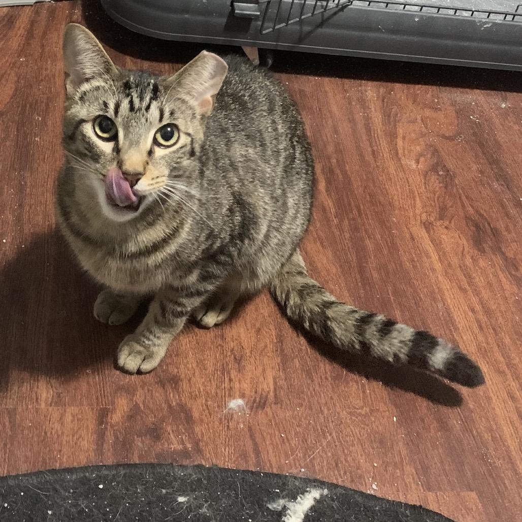 Enlarge Guppy, a Adoptable Domestic Short Hair in Ferndale, MI image 2/6