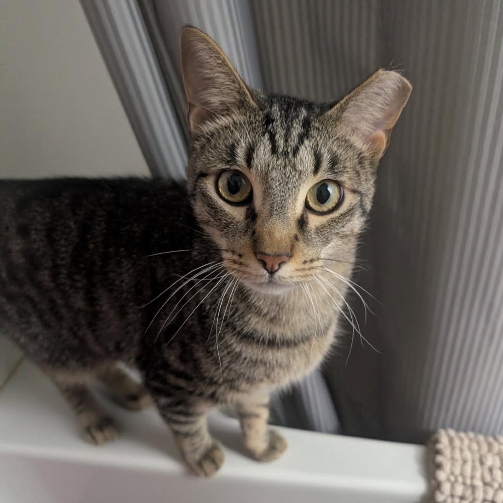 Enlarge Guppy, a Adoptable Domestic Short Hair in Ferndale, MI image 3/6