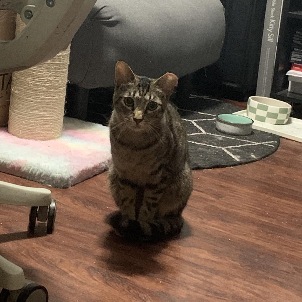 Enlarge Guppy, a Adoptable Domestic Short Hair in Ferndale, MI image 4/6