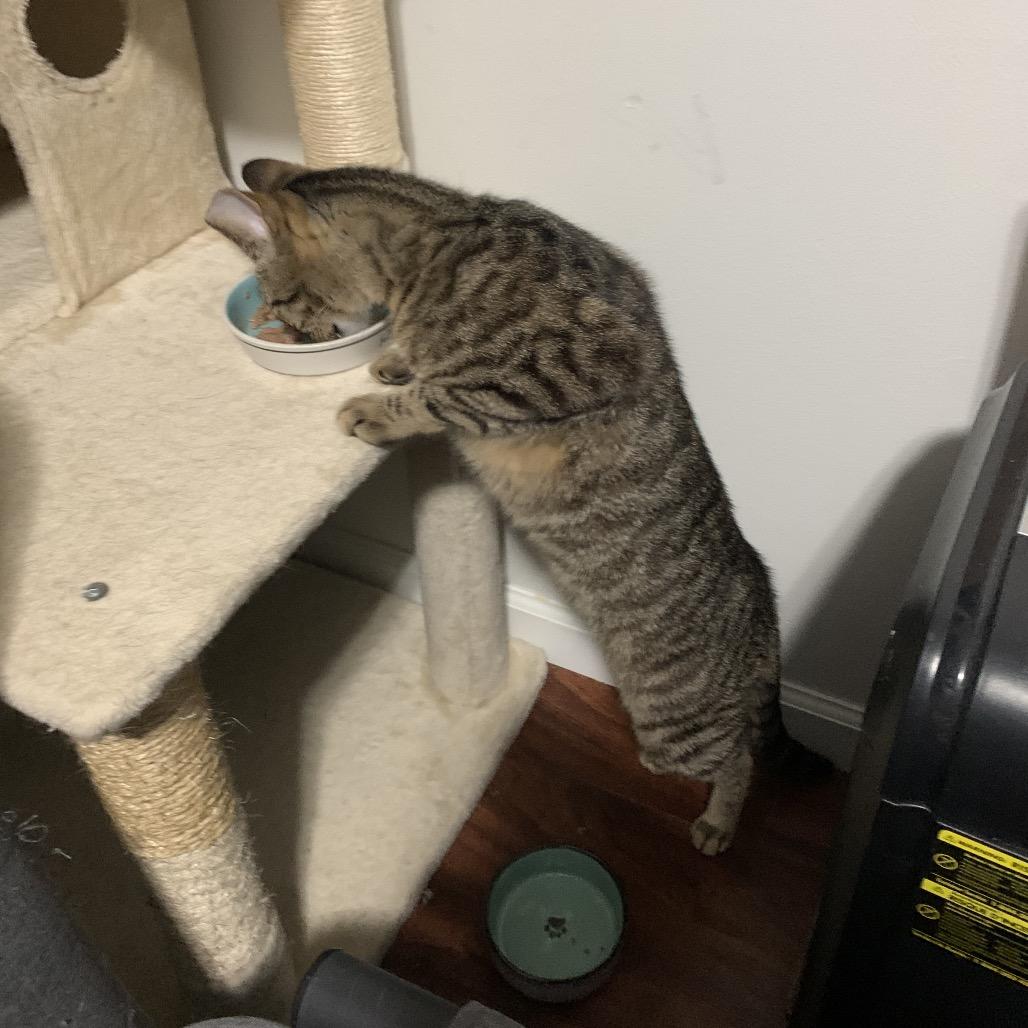 Enlarge Guppy, a Adoptable Domestic Short Hair in Ferndale, MI image 5/6