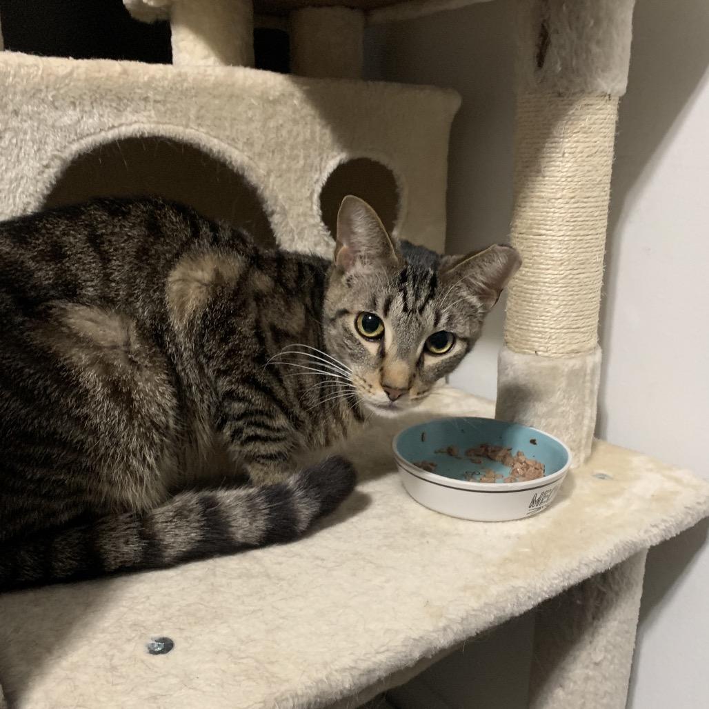 Enlarge Guppy, a Adoptable Domestic Short Hair in Ferndale, MI image 6/6