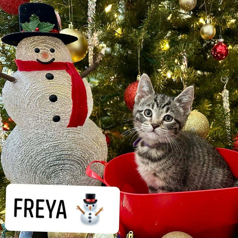 Freya, ADOPTABLE, Kitten Female Domestic Short Hair.