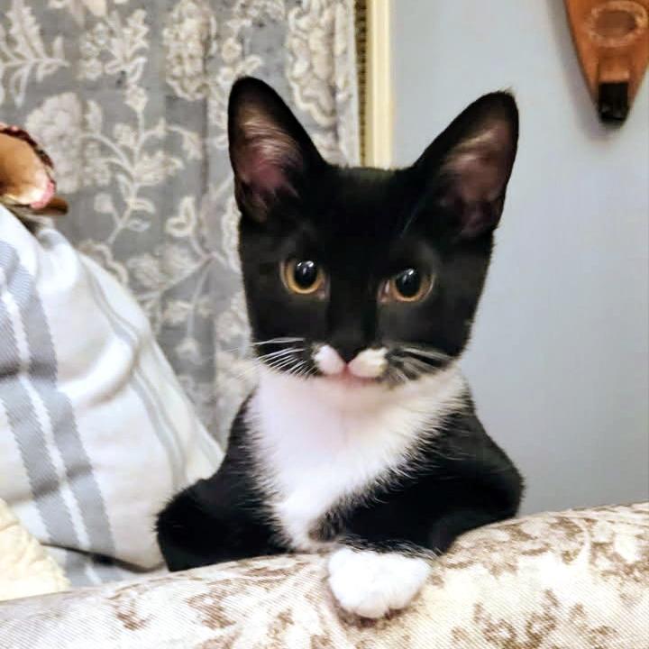 Enlarge Luxe, a Adoptable Domestic Short Hair in Marysville, OH image 2/4
