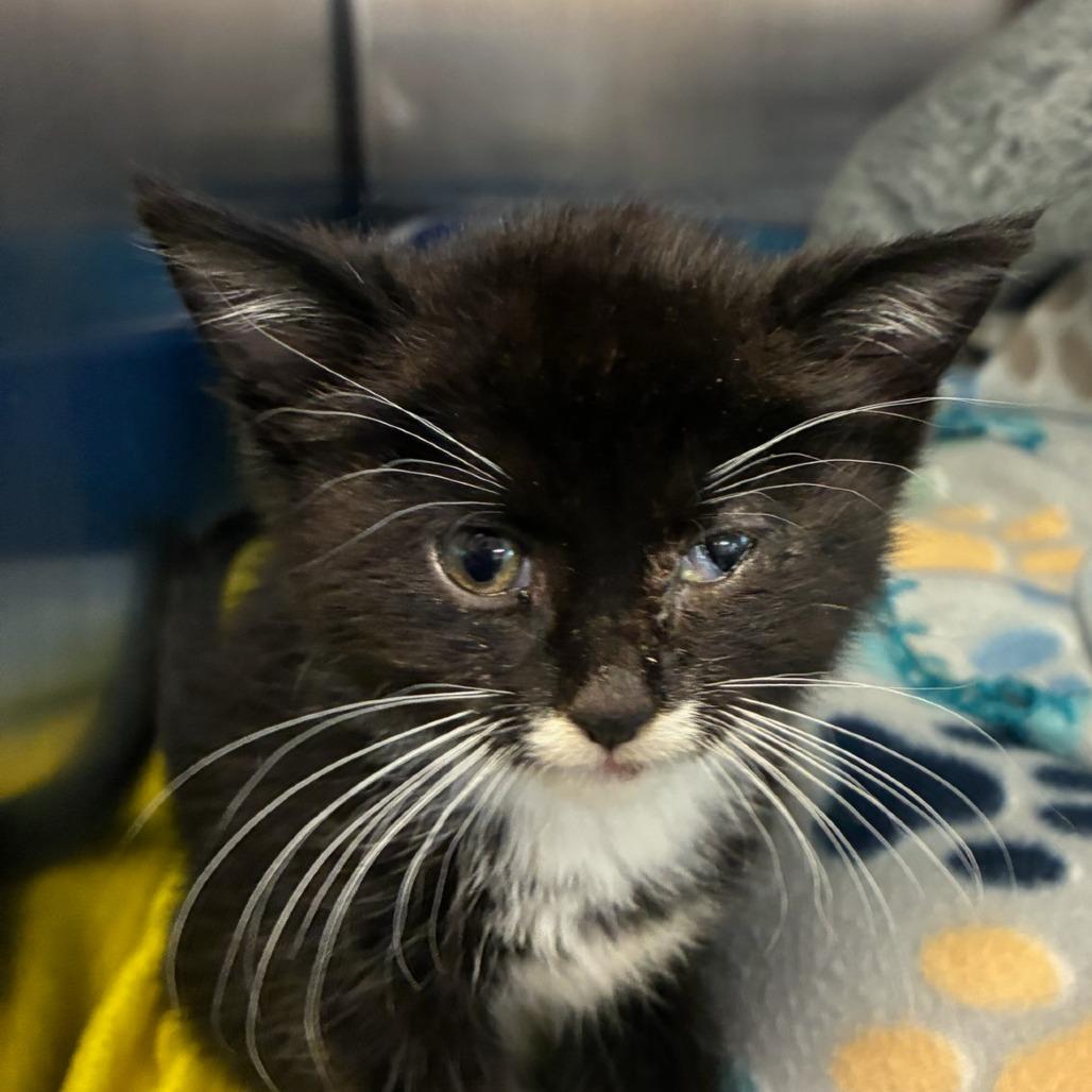 Enlarge Luxe, a Adoptable Domestic Short Hair in Marysville, OH image 3/4