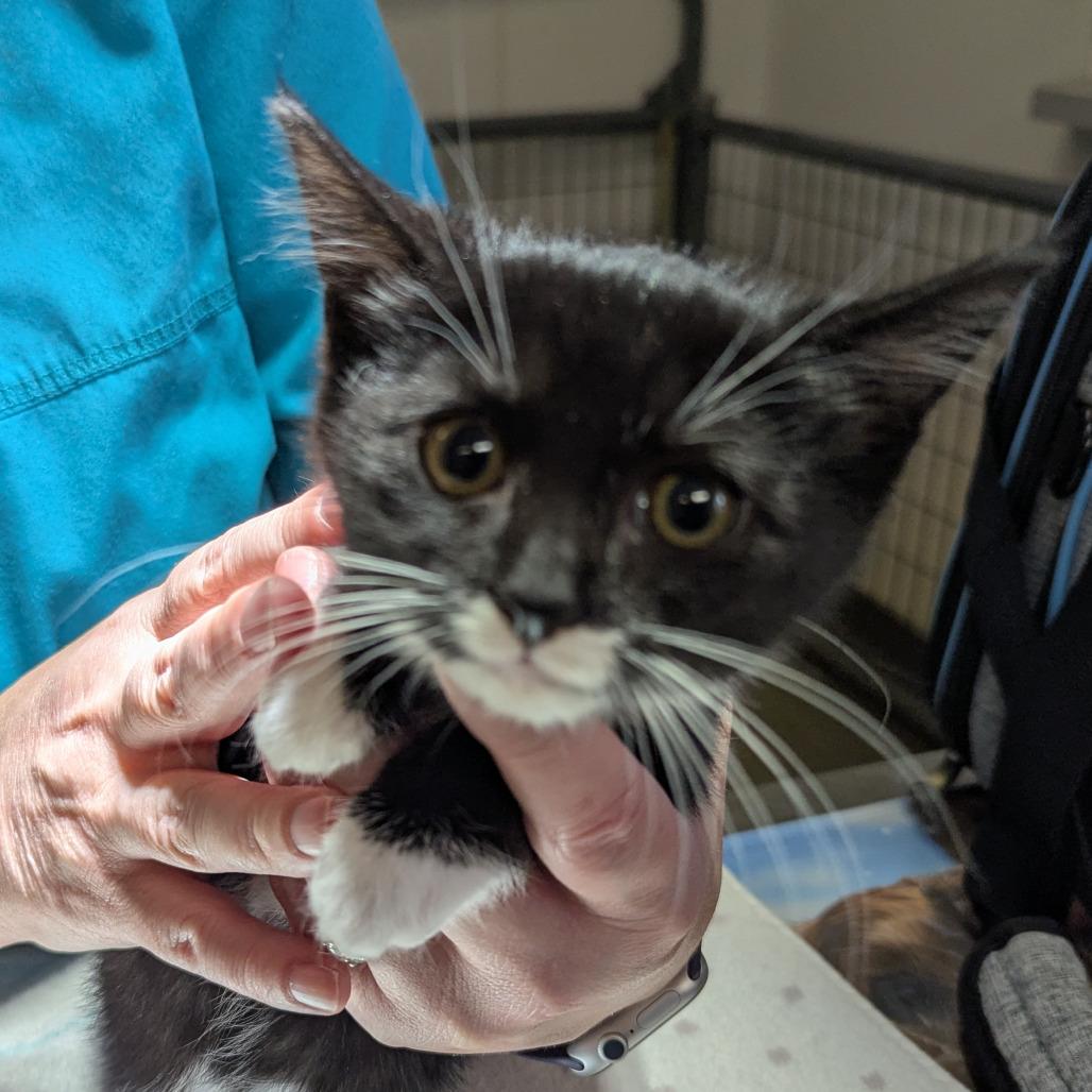 Enlarge Luxe, a Adoptable Domestic Short Hair in Marysville, OH image 4/4