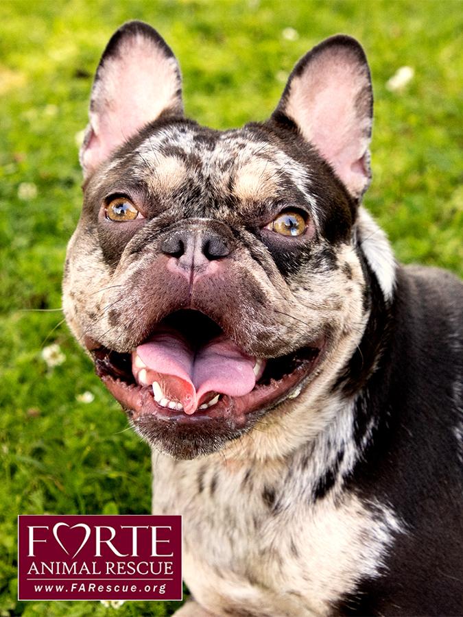 Corazon, a ADOPTABLE French Bulldog in Marina Del Rey, CA image 5/6