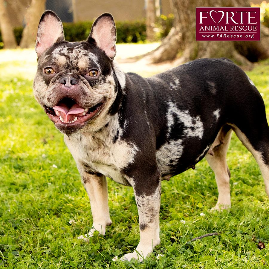 Corazon, a ADOPTABLE French Bulldog in Marina Del Rey, CA image 2/6