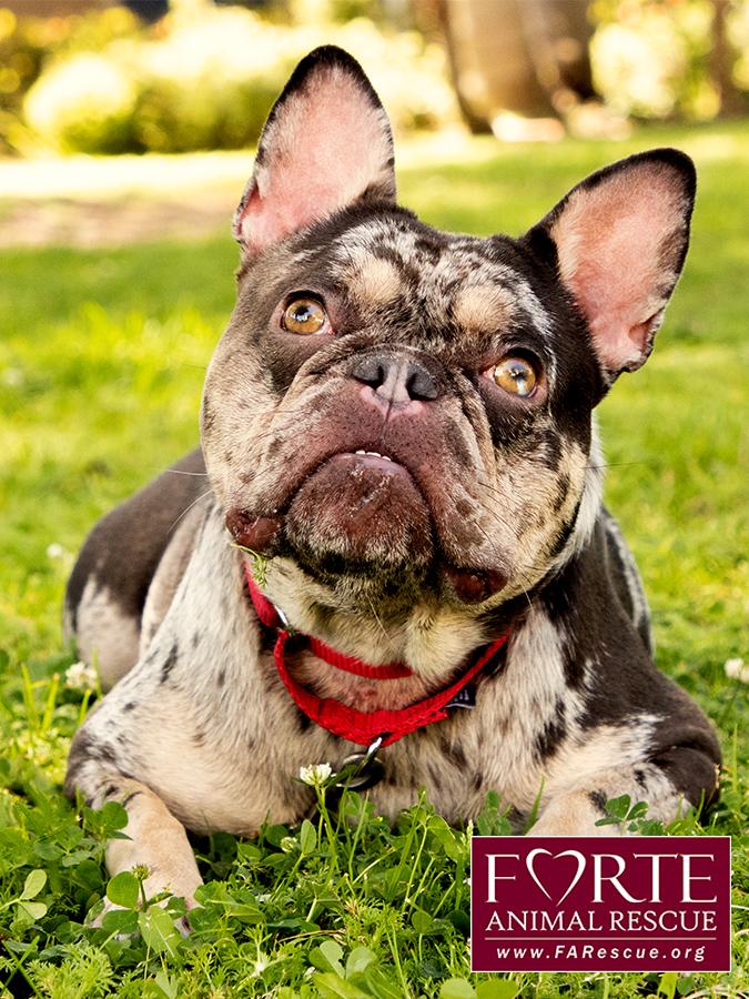 Corazon, a ADOPTABLE French Bulldog in Marina Del Rey, CA image 4/6