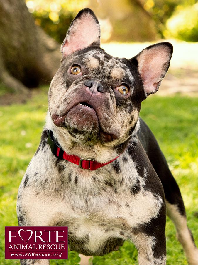 Corazon, a ADOPTABLE French Bulldog in Marina Del Rey, CA image 3/6