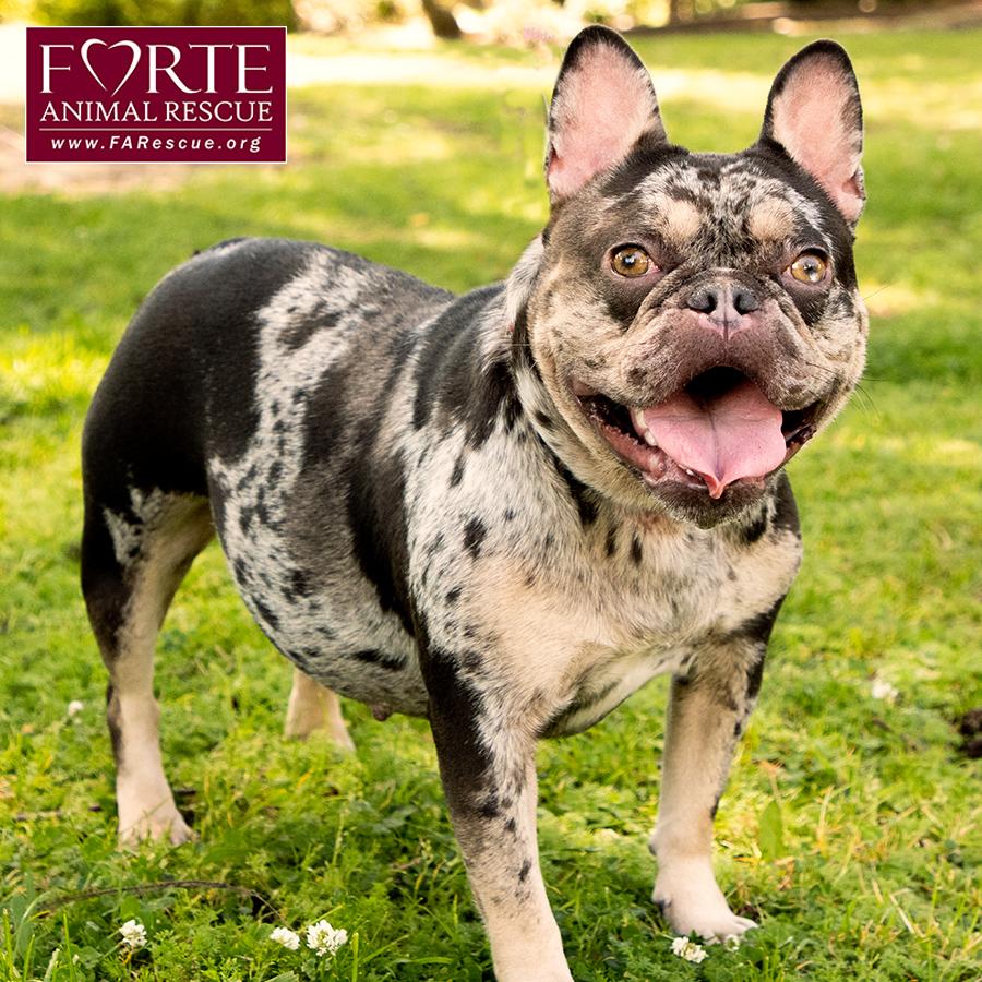 Corazon, a ADOPTABLE French Bulldog in Marina Del Rey, CA image 6/6