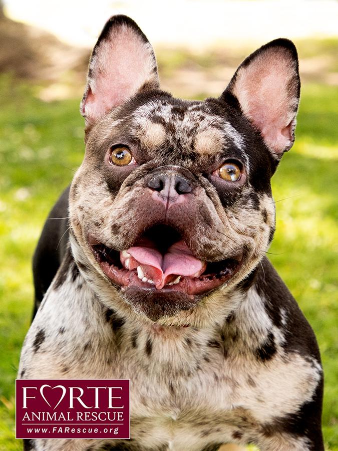 Corazon, ADOPTABLE, Young Female French Bulldog.